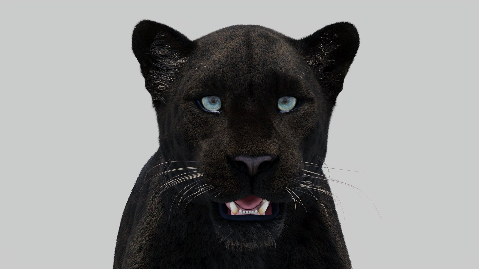 Panther Animal 3D Model with Realistic Groomed Fur - Close Up Rendering