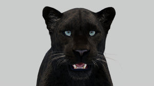 Panther Animal 3D Model with Realistic Groomed Fur - Close Up Rendering Thumbnail