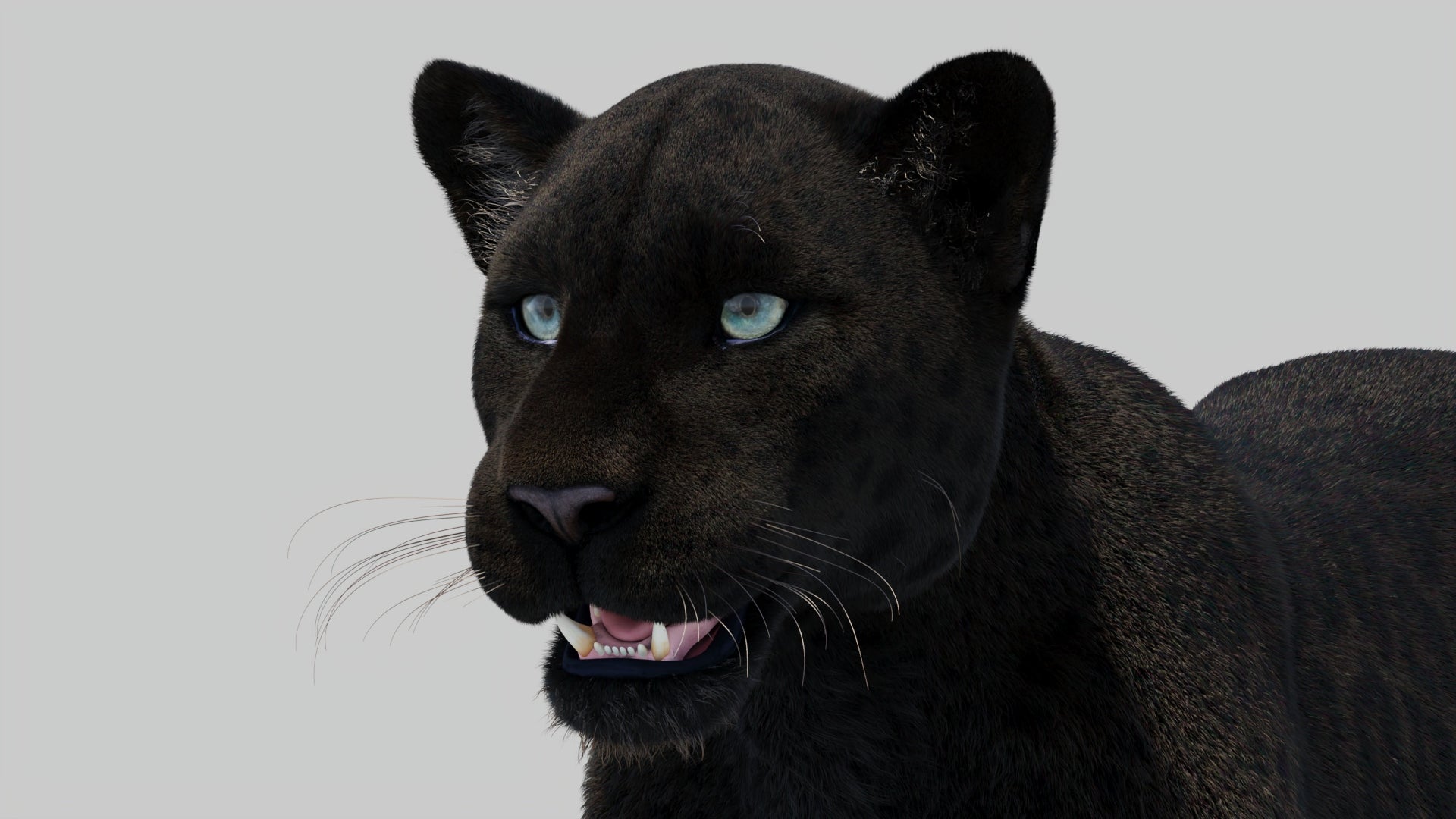 Panther 3D Model with Realistic Groomed Fur - Head Close Up Rendering