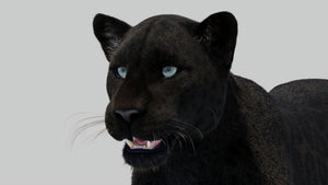 Panther 3D Model with Realistic Groomed Fur - Head Close Up Rendering Thumbnail