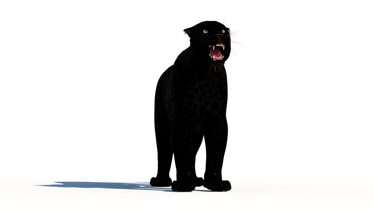 Rigged Black Panther 3D Model - 360 Degree View