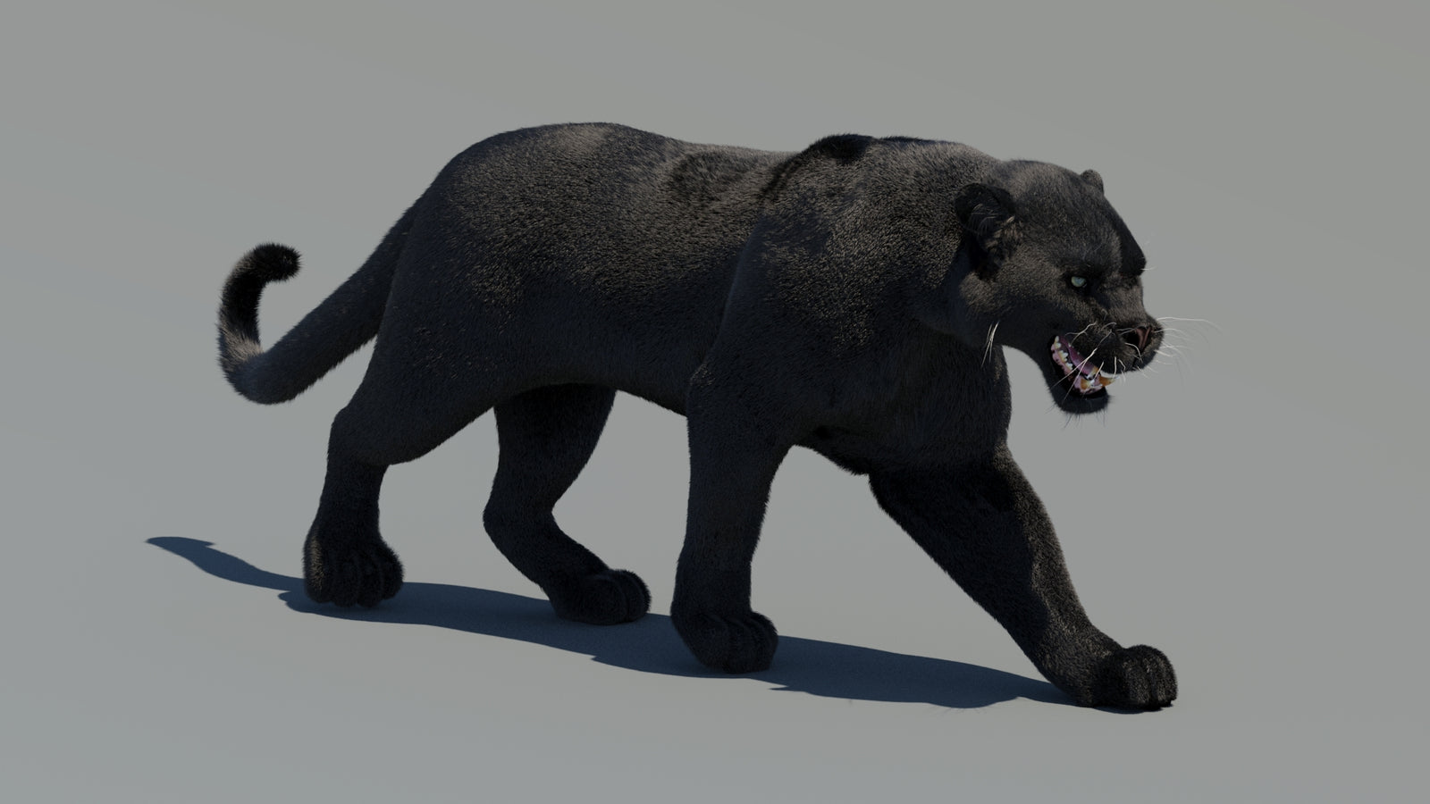 Animated Black Panther 3D Model Fur 360° view 2 frame 2