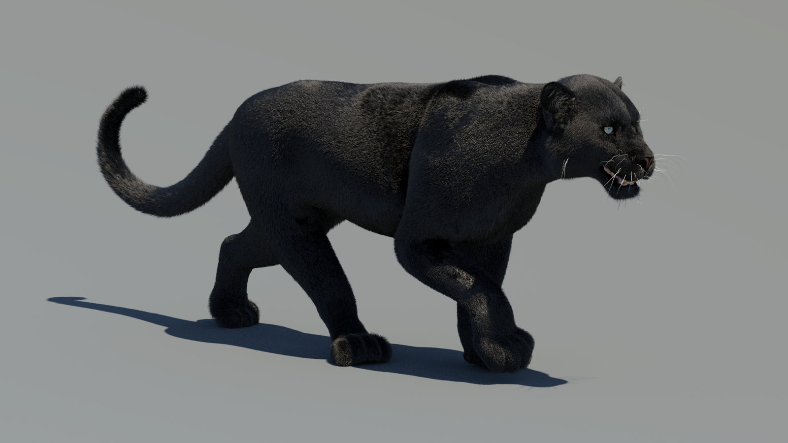 Animated Black Panther 3D Model Fur 360° view 2 frame 13