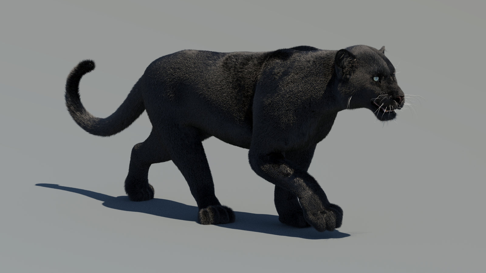 Animated Black Panther 3D Model Fur 360° view 2 frame 14
