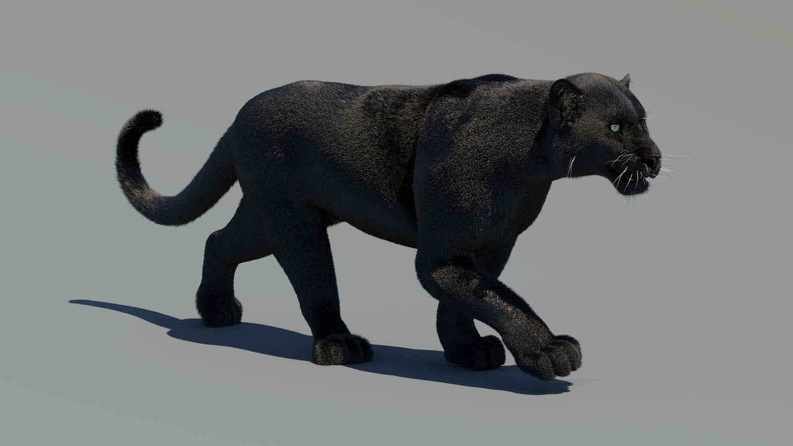 Animated Black Panther 3D Model Fur 360° view 2 frame 15