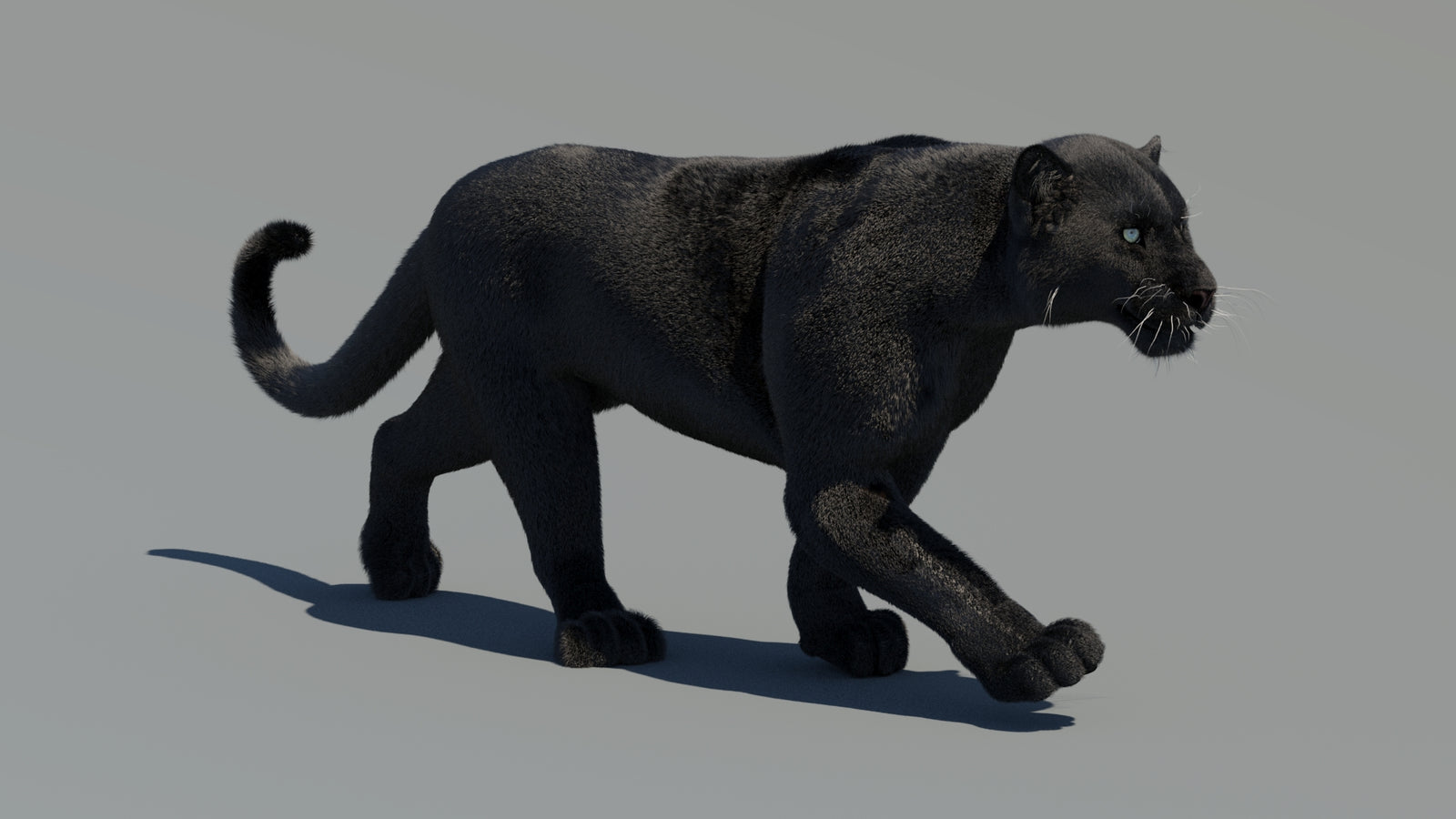 Animated Black Panther 3D Model Fur 360° view 2 frame 16
