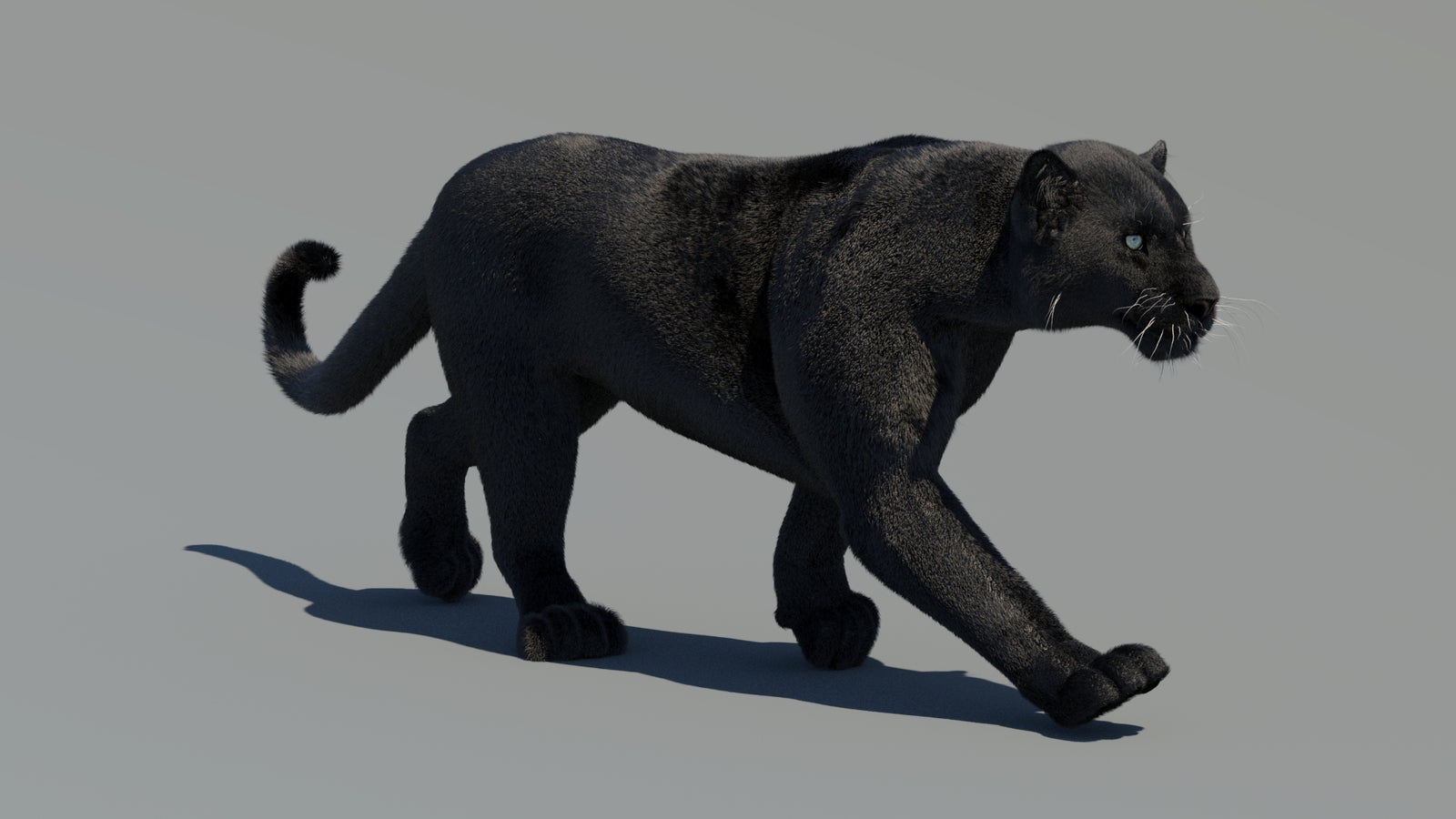 Animated Black Panther 3D Model Fur 360° view 2 frame 18