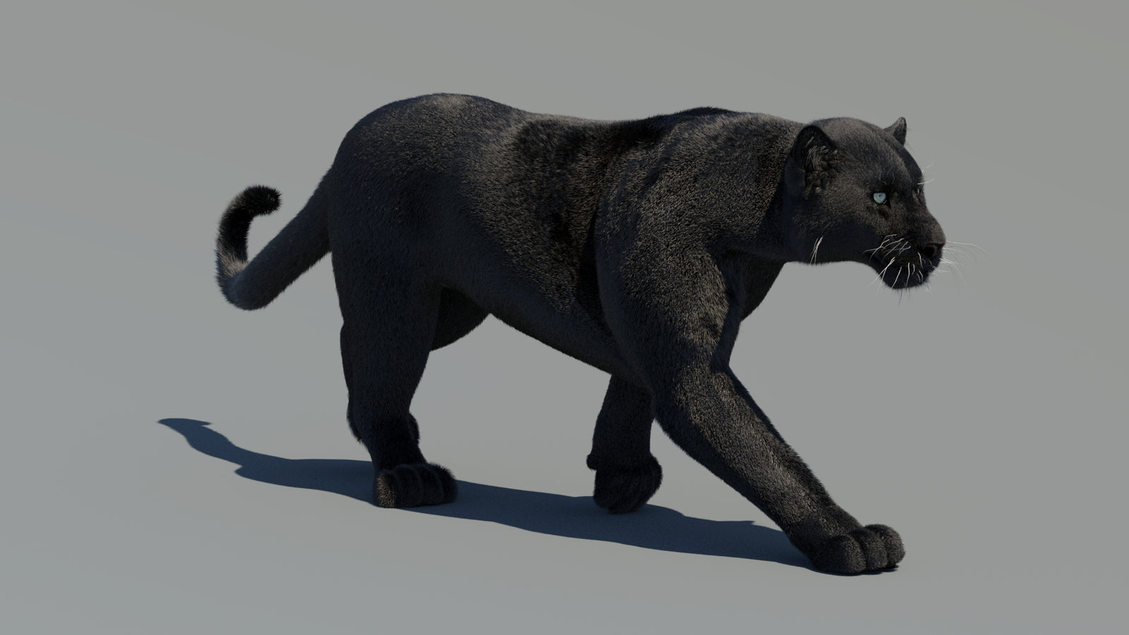 Animated Black Panther 3D Model Fur 360° view 2 frame 19