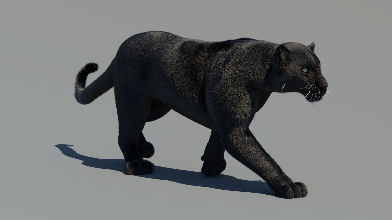 Animated Black Panther 3D Model Fur 360° view 2 frame 20