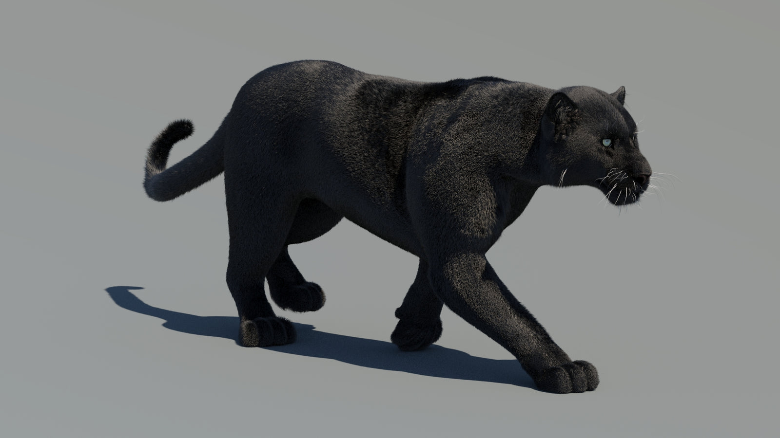 Animated Black Panther 3D Model Fur 360° view 2 frame 21