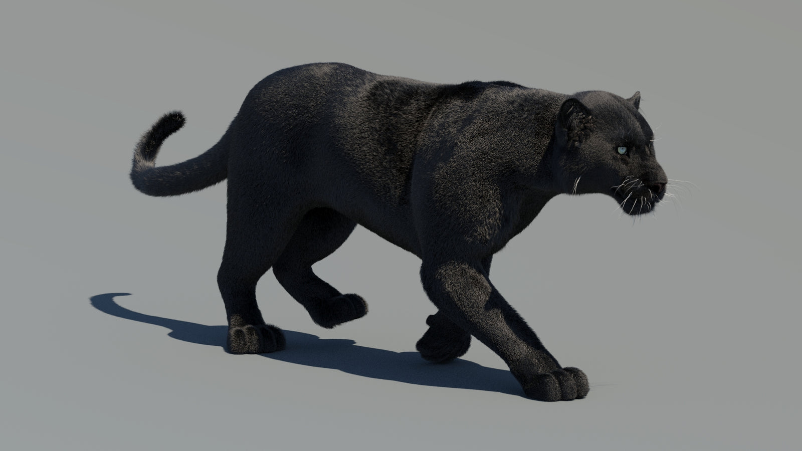 Animated Black Panther 3D Model Fur 360° view 2 frame 23