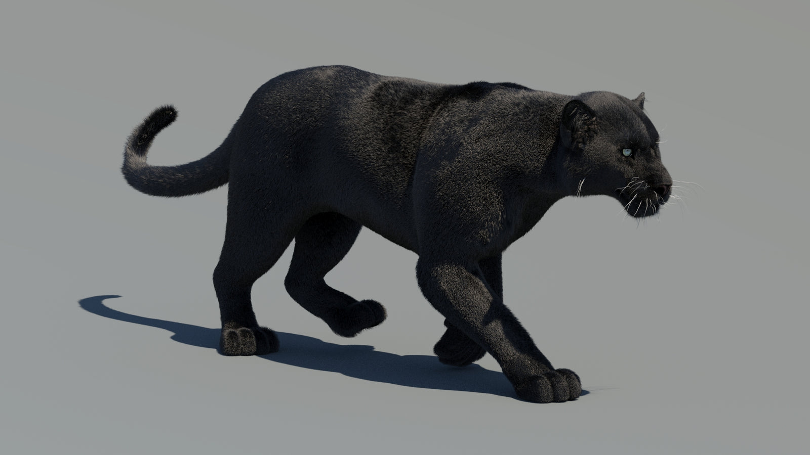 Animated Black Panther 3D Model Fur 360° view 2 frame 24