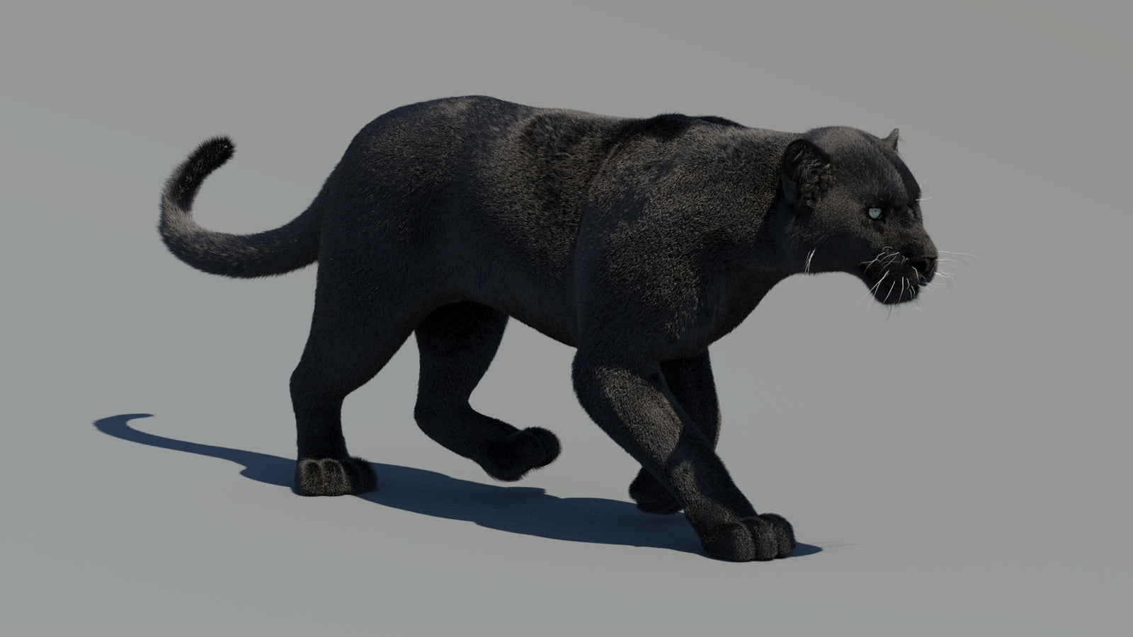 Animated Black Panther 3D Model Fur 360° view 2 frame 25