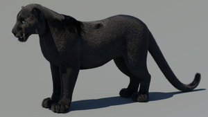 Animated Black Panther 3D Model with Fur Thumbnail