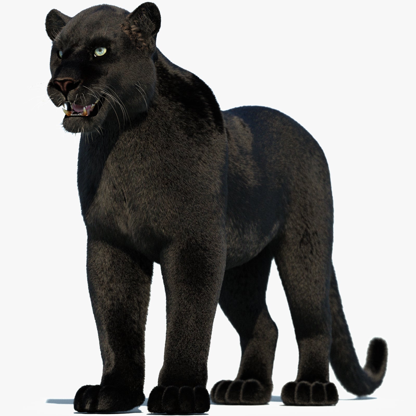 Black Panther 3D Model with Fur