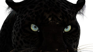 Rigged Black Panther 3D Model for Download Thumbnail