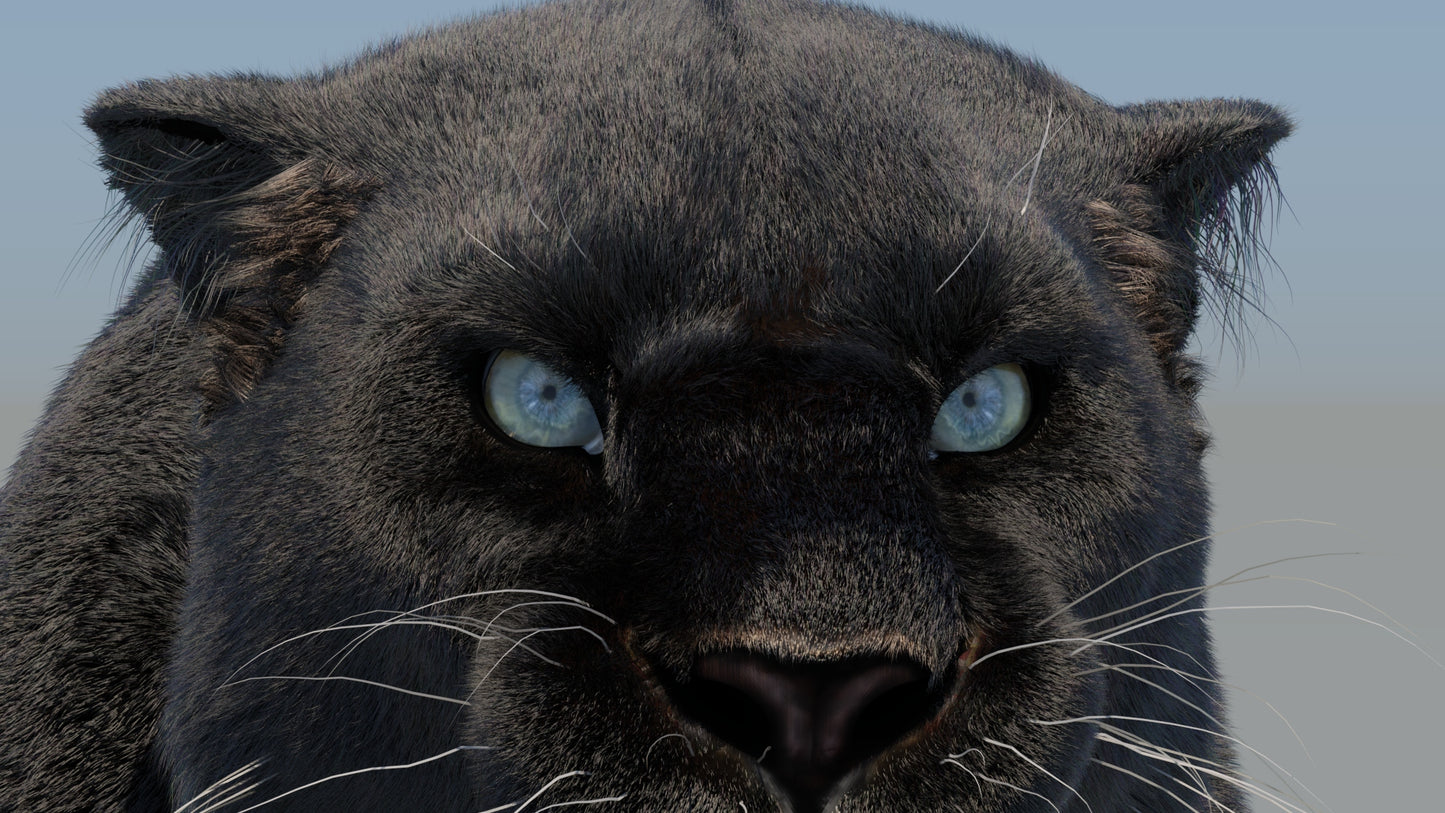 Rigged Black Panther 3D Model with Fur