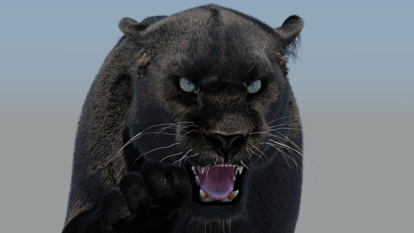 Rigged Black Panther 3D Model with Fur