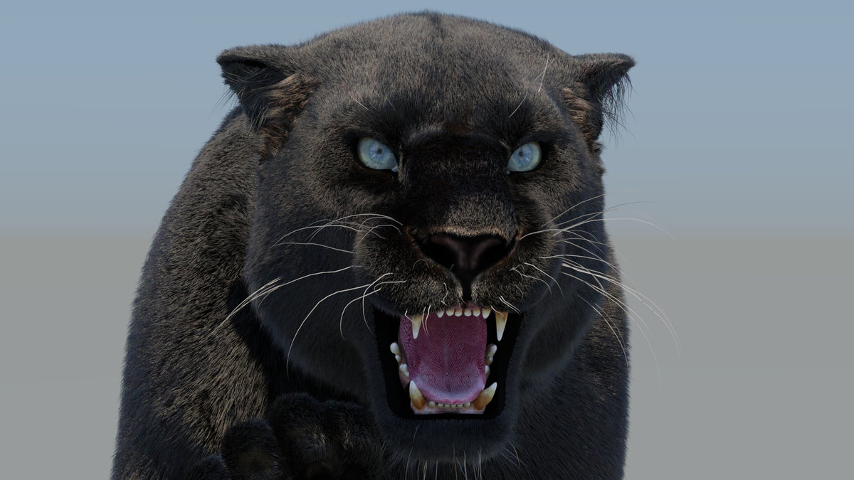 Rigged Black Panther 3D Model with Fur