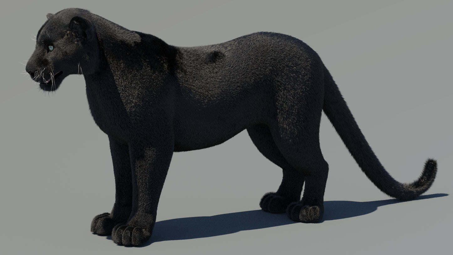 Rigged Black Panther 3D Model with Fur