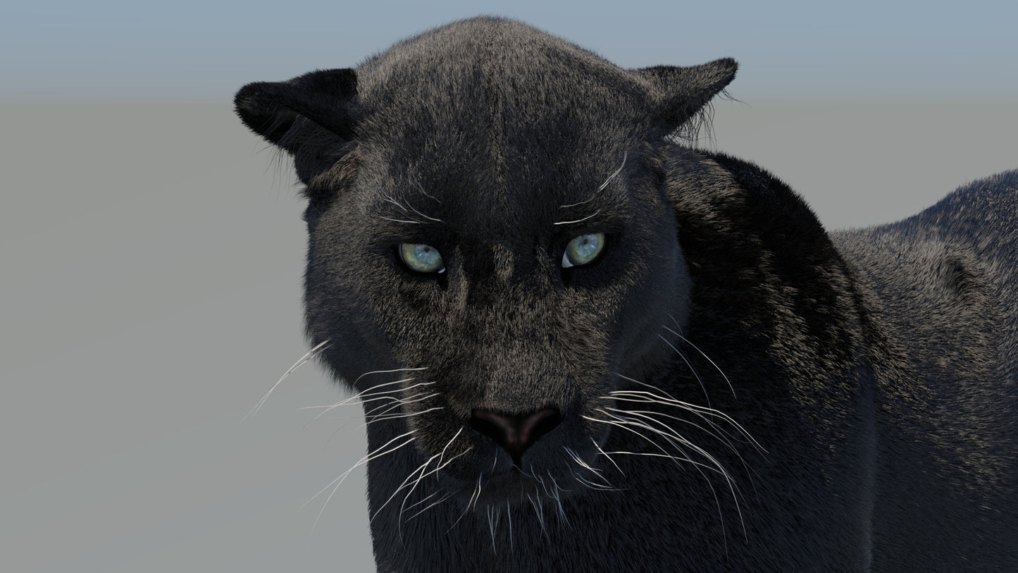 Rigged Black Panther 3D Model with Fur