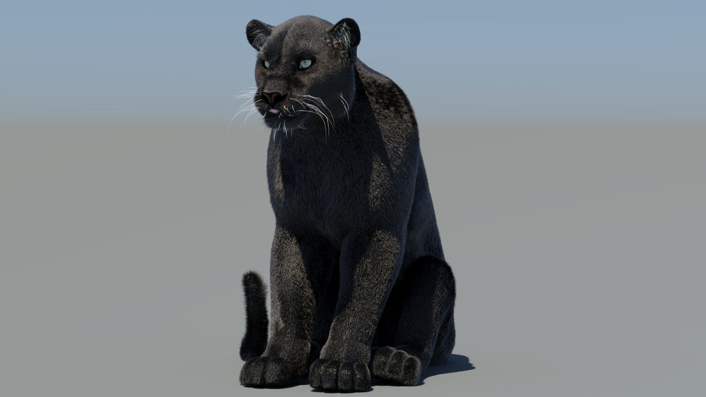 Rigged Black Panther 3D Model with Fur