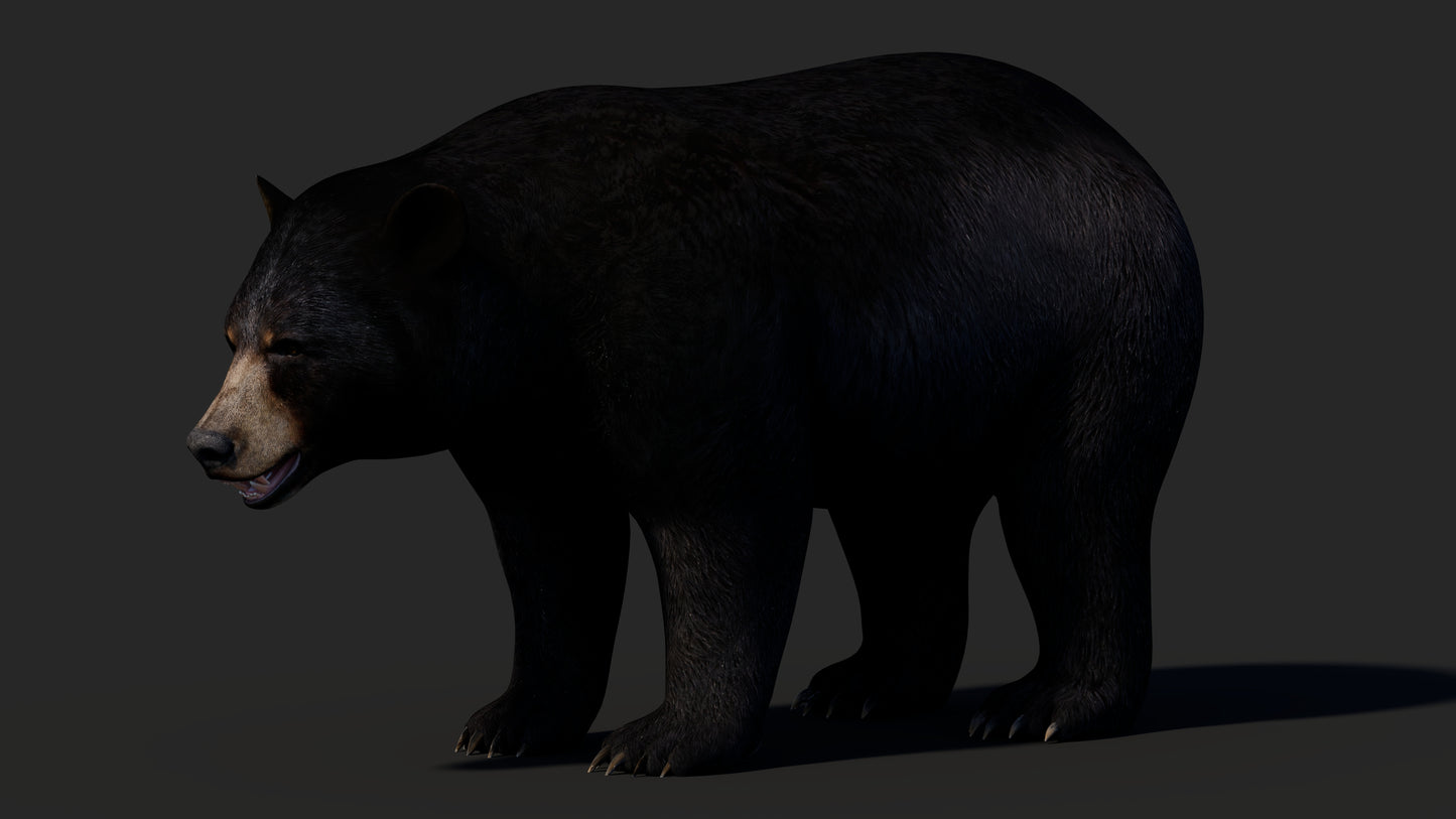 Realistic Black Bear 3D Model for Game
