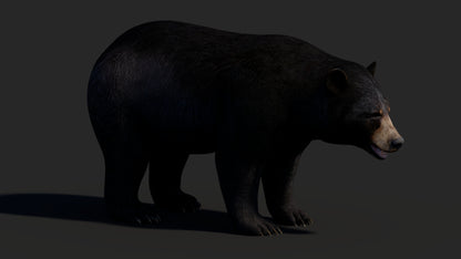 Realistic Black Bear 3D Model for Game