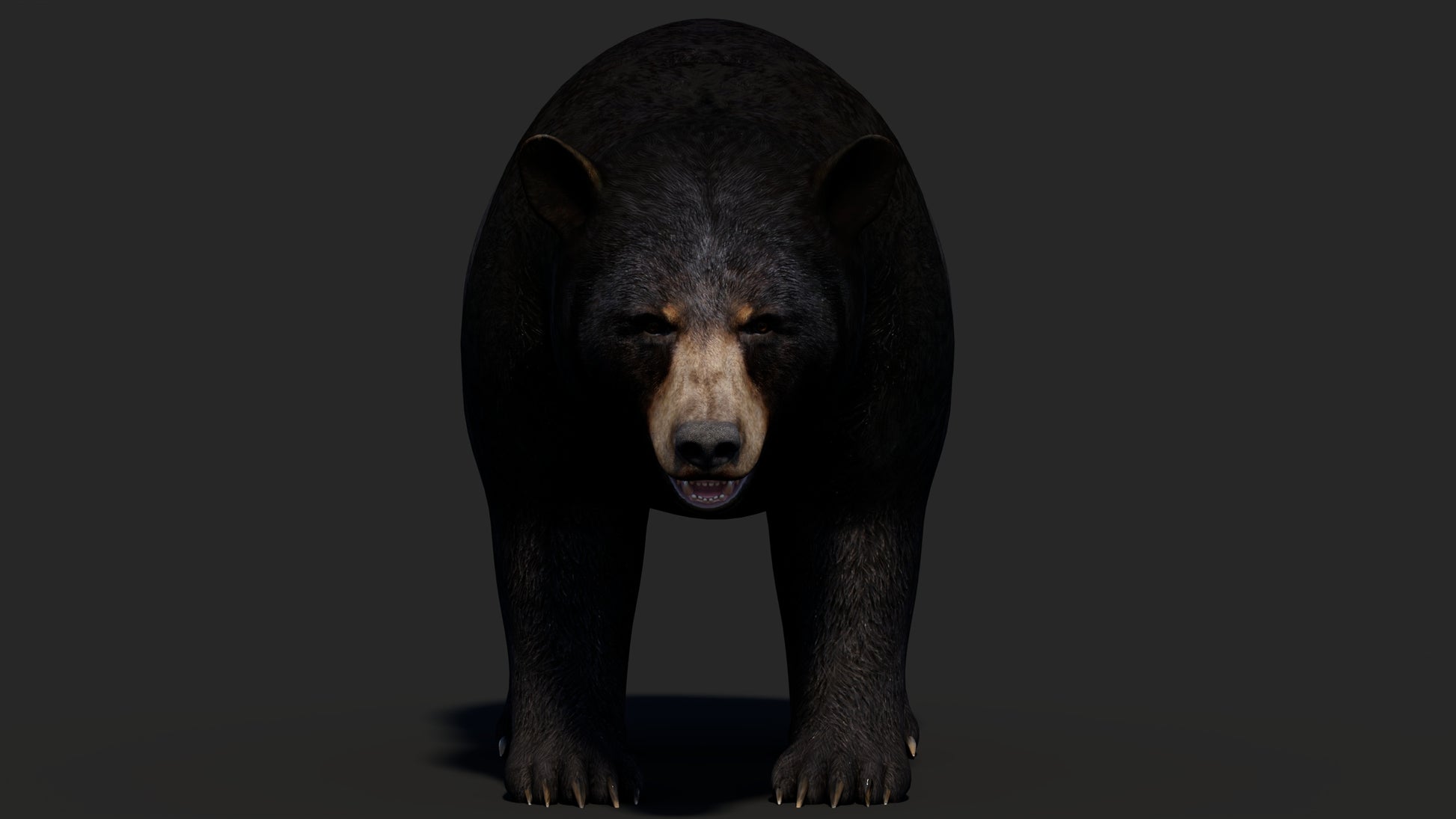 Realistic Black Bear 3D Model for Game