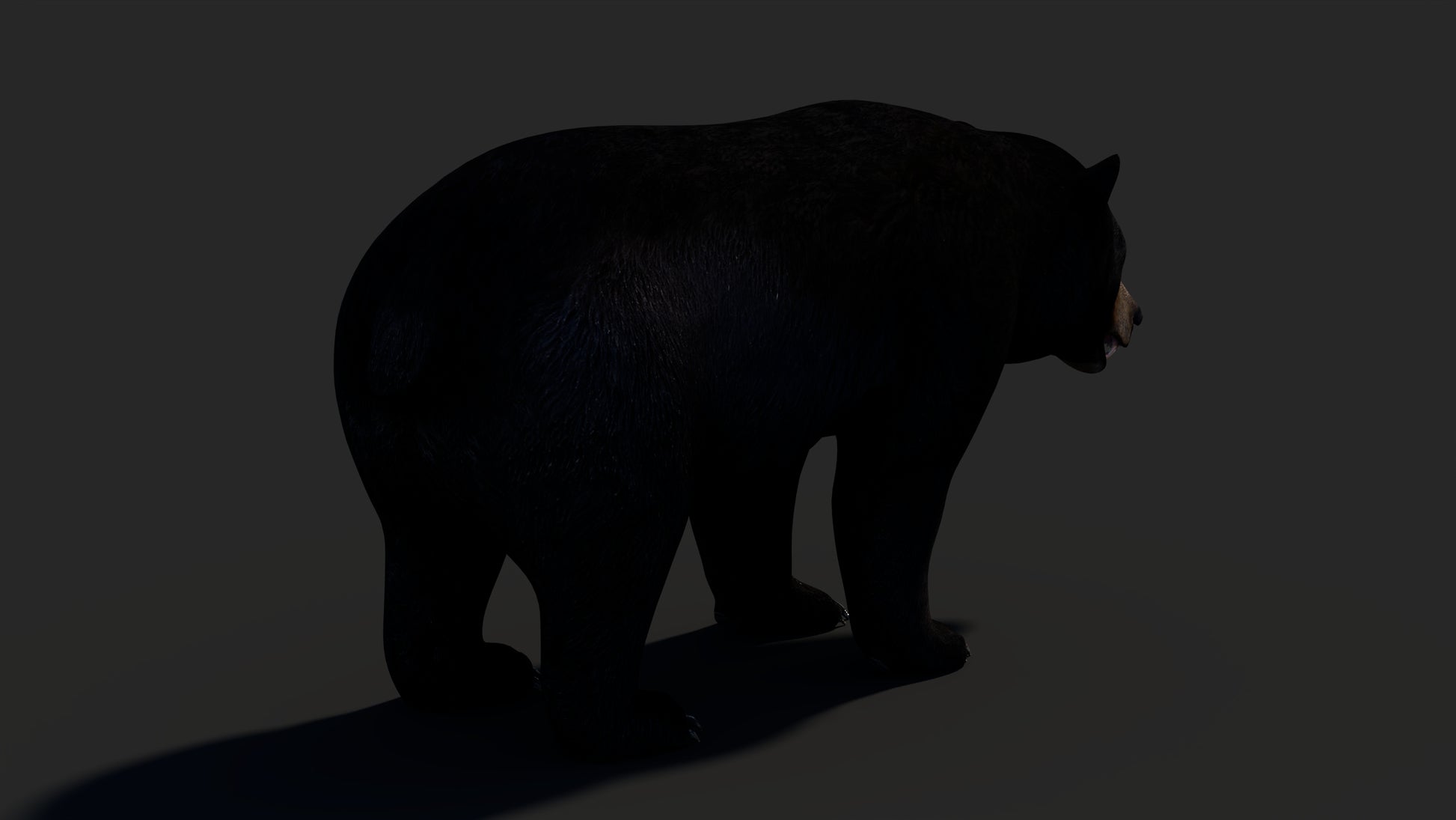 Realistic Black Bear 3D Model for Game