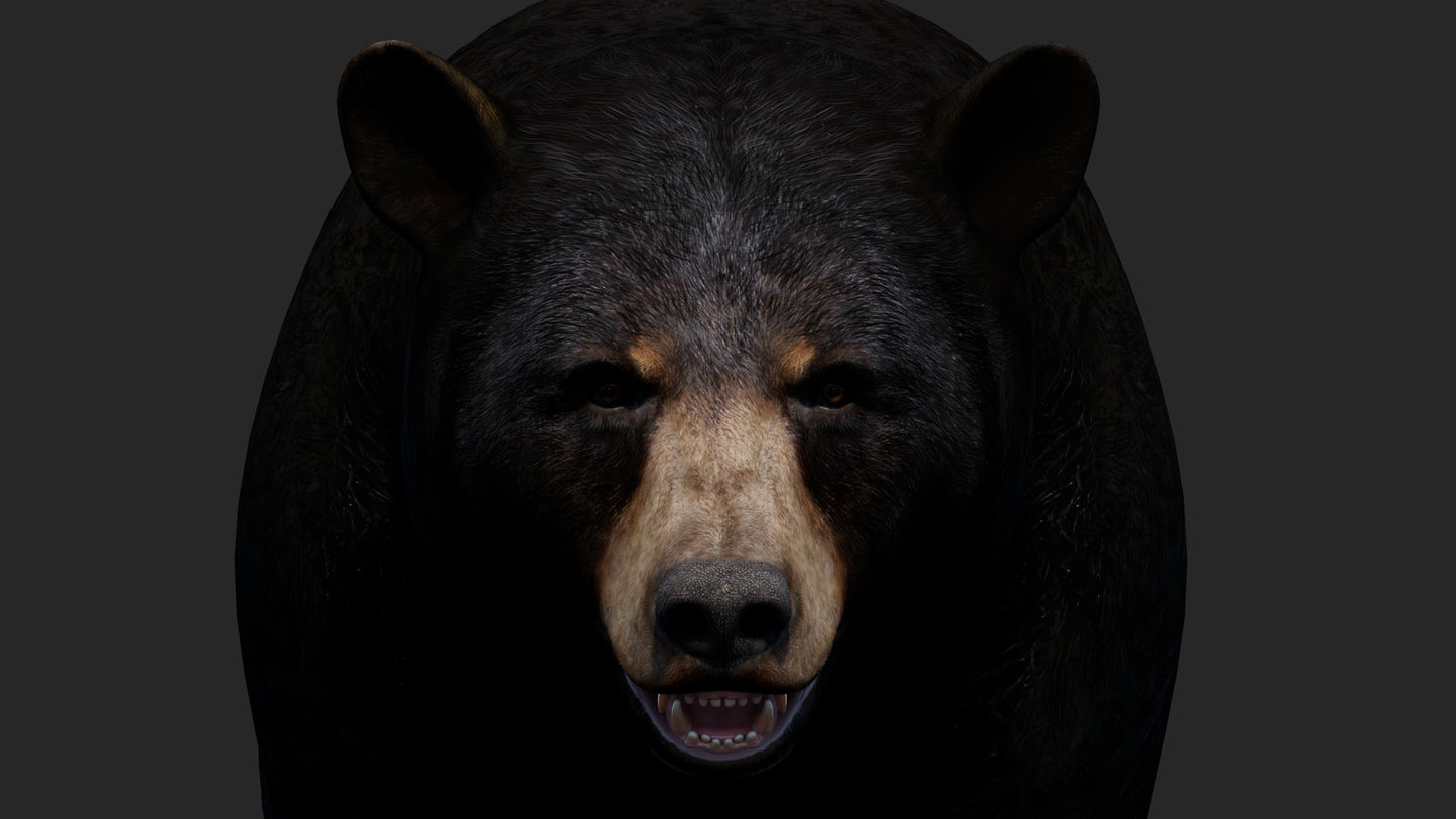 Realistic Black Bear 3D Model for Game