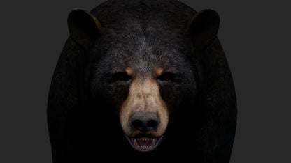 Realistic Black Bear 3D Model for Game