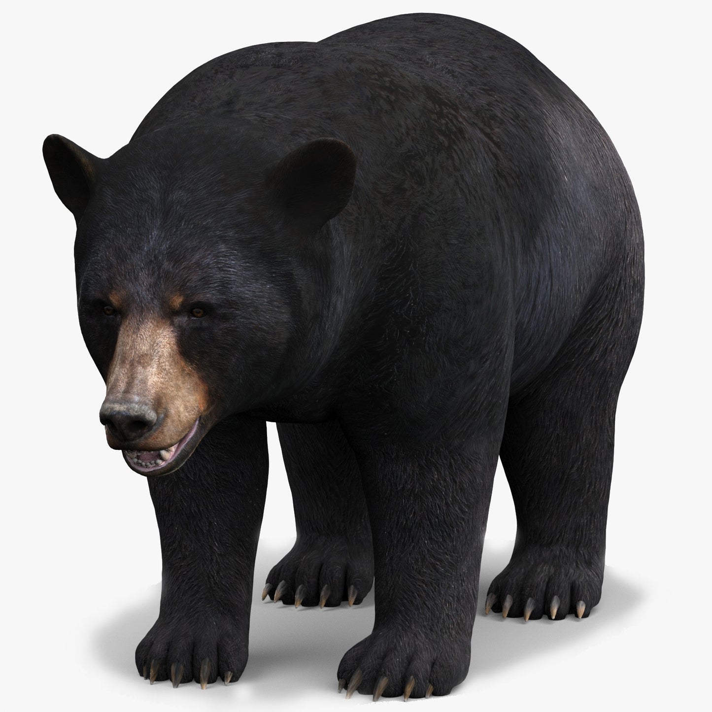 Realistic Black Bear 3D Model for Game, AR/VR and CGI