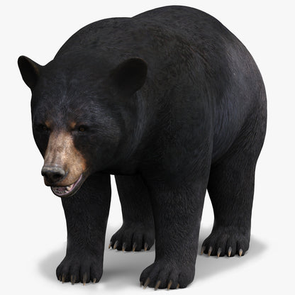 Realistic Black Bear 3D Model for Game, AR/VR and CGI