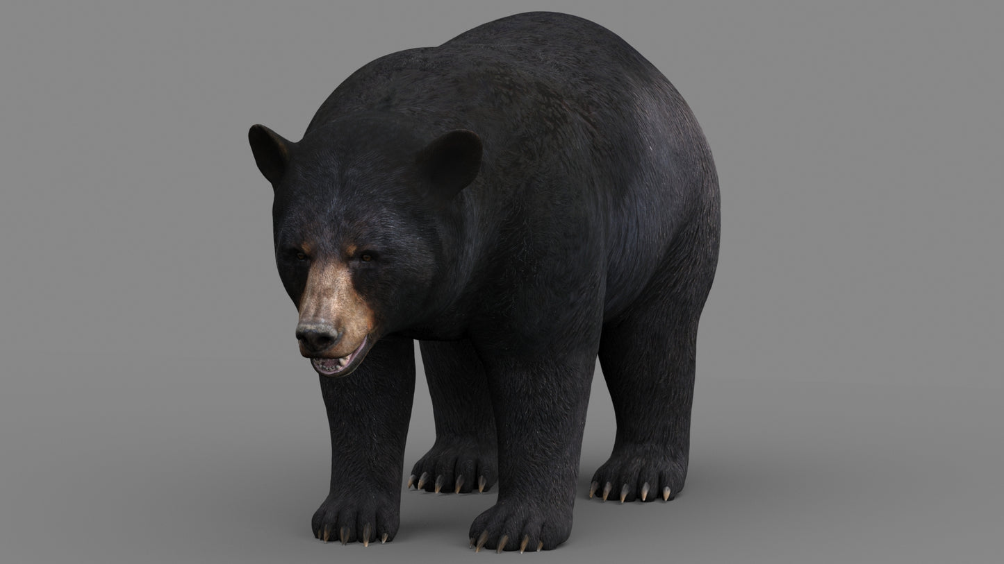 Black Bear 3D Model for Download