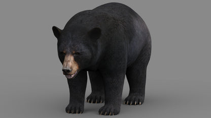 Black Bear 3D Model for Download