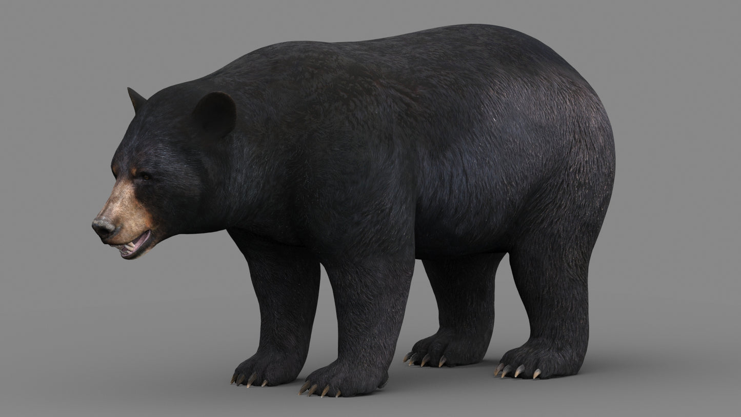 Black Bear 3D Model for Game and VR/AR