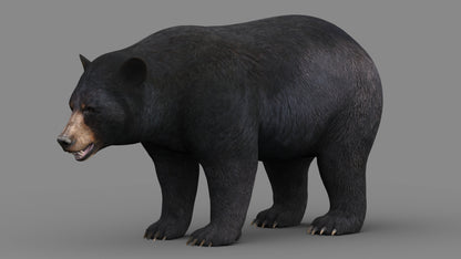 Black Bear 3D Model for Game and VR/AR