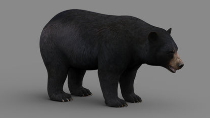 Realistic Black Bear 3D Model for game project