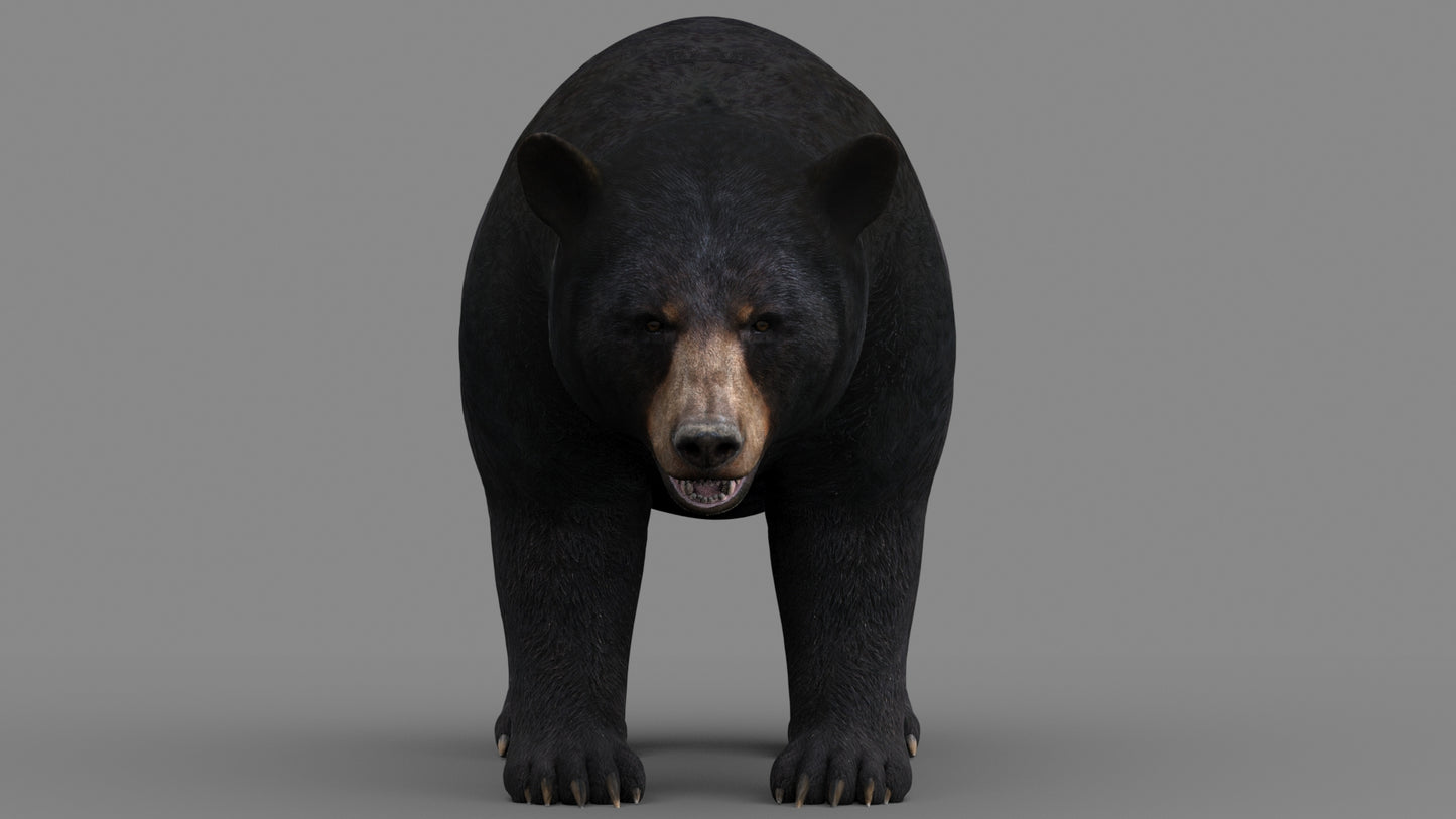Realistic Black Bear 3D Model for Game, AR/VR and CGI