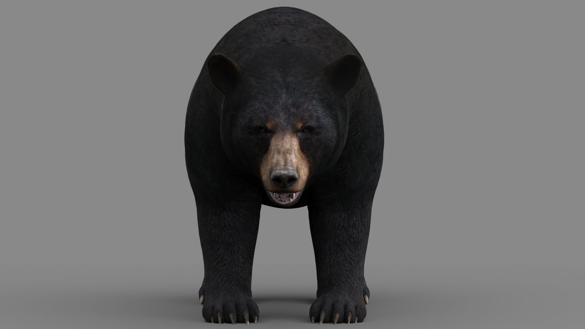 Realistic Black Bear 3D Model for Game, AR/VR and CGI
