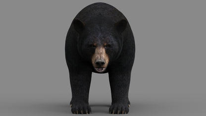 Realistic Black Bear 3D Model for Game, AR/VR and CGI