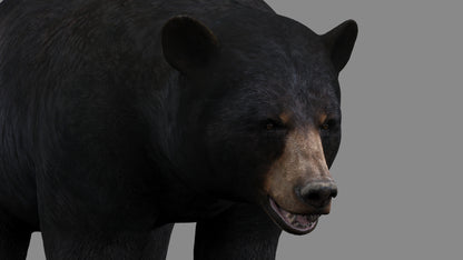 Realistic Black Bear 3D Model Close Up View
