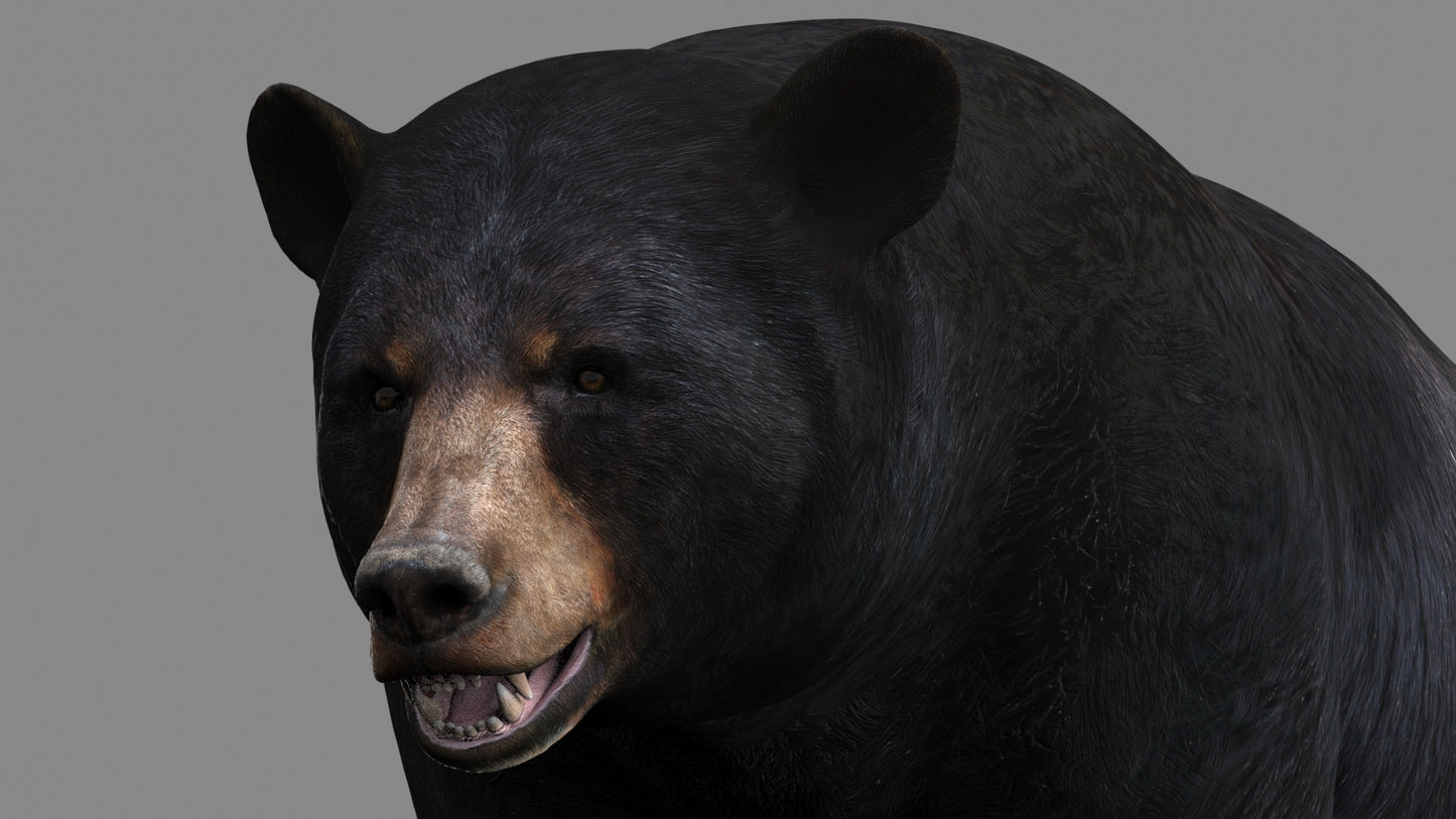 Realistic Black Bear 3D Model Close Up View