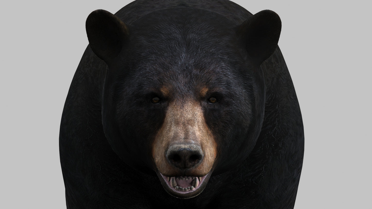 Realistic Black Bear 3D Model Close Up View from Front