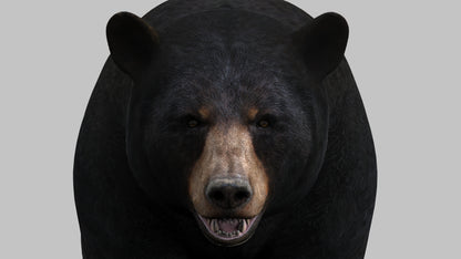 Realistic Black Bear 3D Model Close Up View from Front