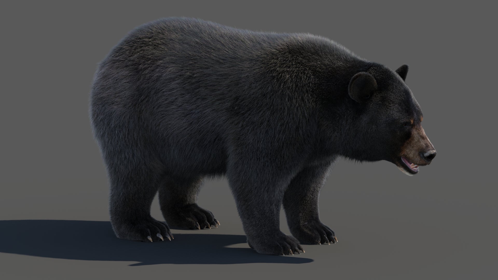 Black Bear Fur 3D Model for Download