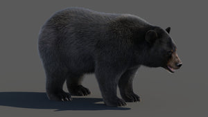 Black Bear Fur 3D Model for Download Thumbnail