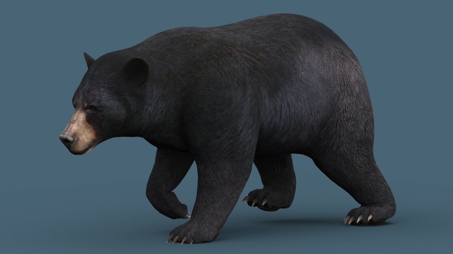 Black bear 3D model with rigging
