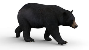 Animated Black Bear 3D Model for Download Thumbnail
